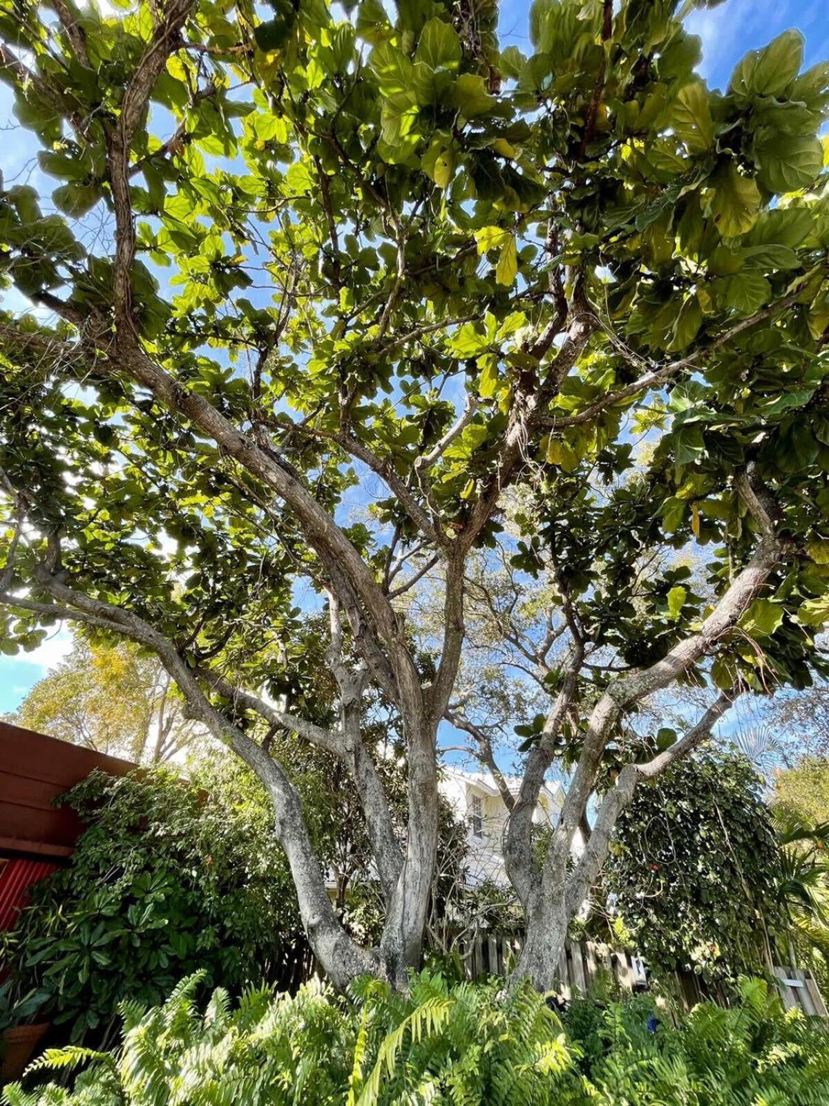 Delight And Cozy Apt Close To Las Olas & The Beach Fort Lauderdale Exterior foto